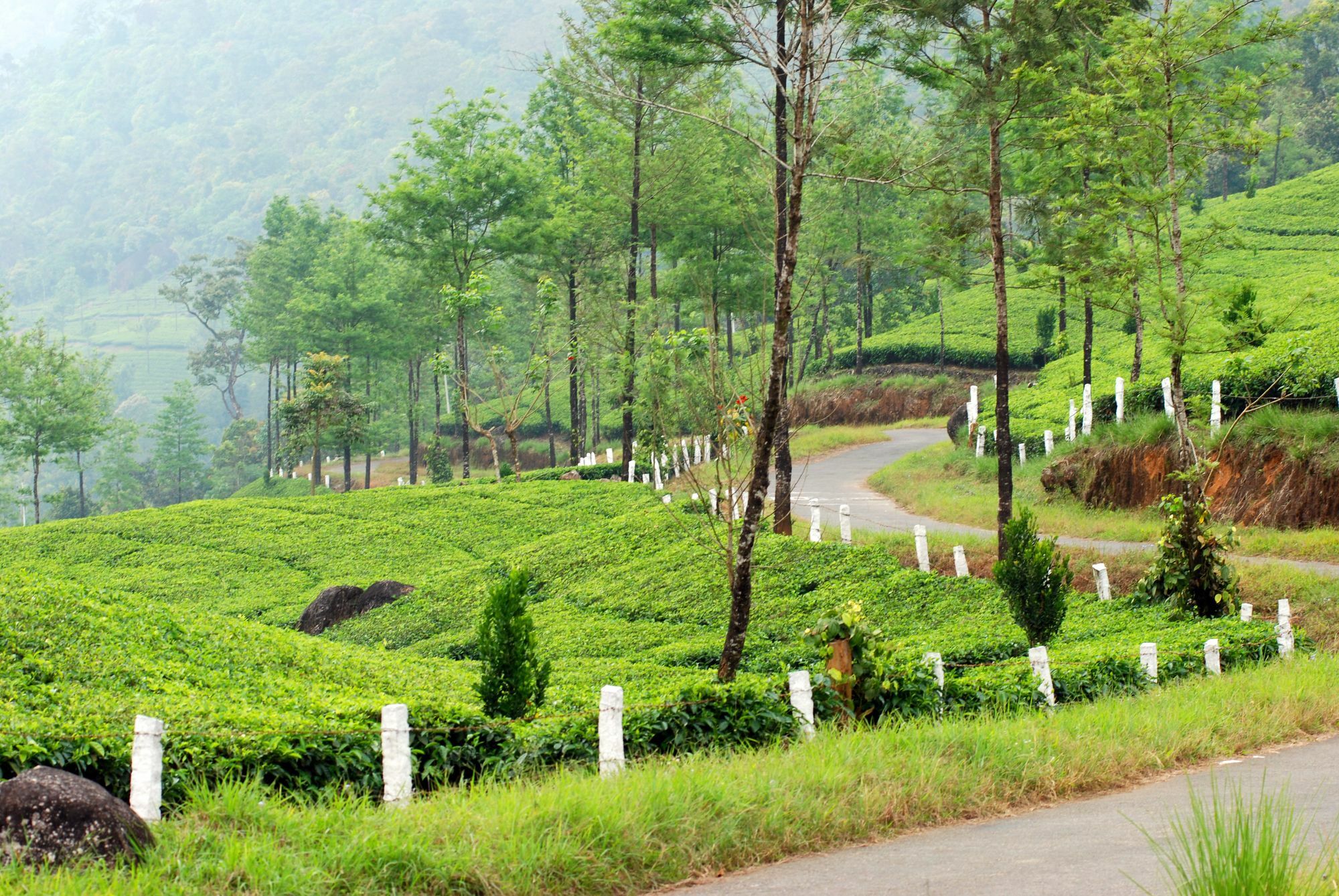 Deep Woods Resort Munnar Extérieur photo